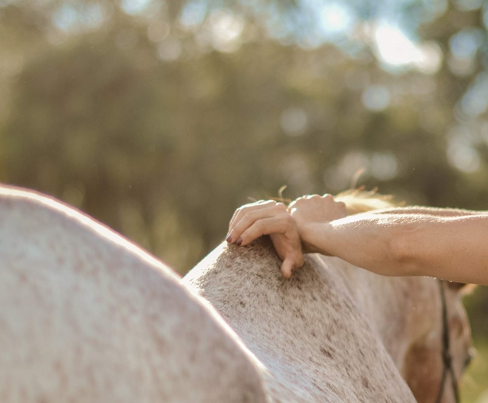 Horse Chiropractor